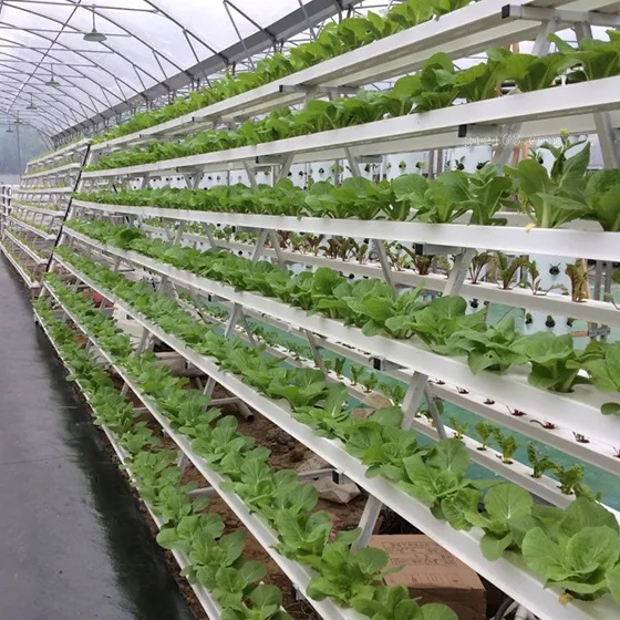 /uploads/image/2025/12/04/hydroponic-nft-equipment-2.jpg hydroponic-nft-equipment-2.jpg