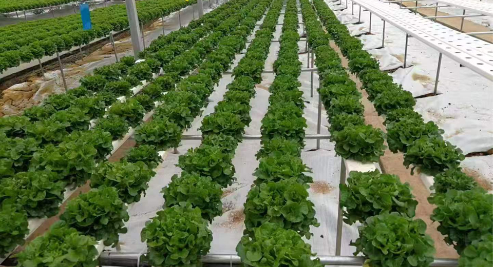 NFT Hydroponic System