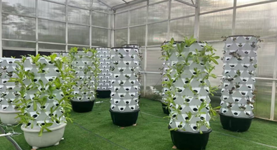 Hydroponic Pineapple Tower