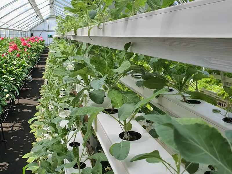 Greenhouse NFT System Planting