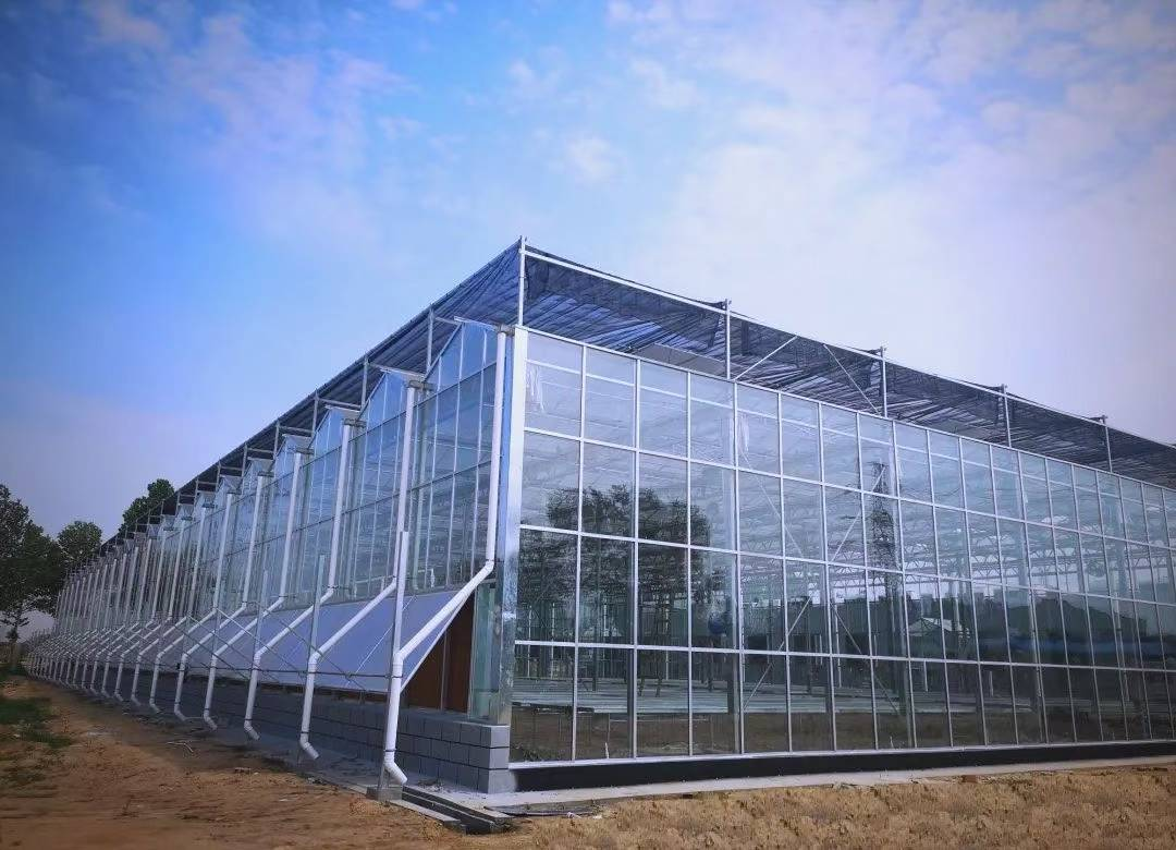 Hydroblue Hydroponics Cases in Egypt