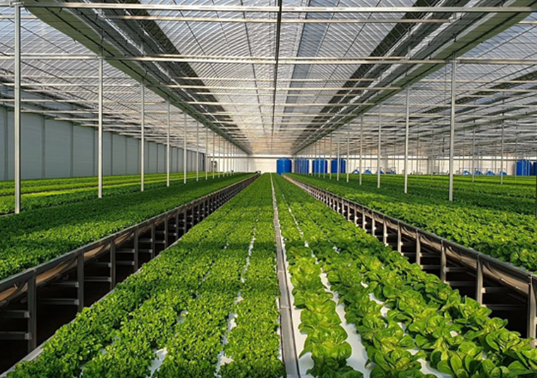 HydroBlue Hydroponics Cases in Egypt