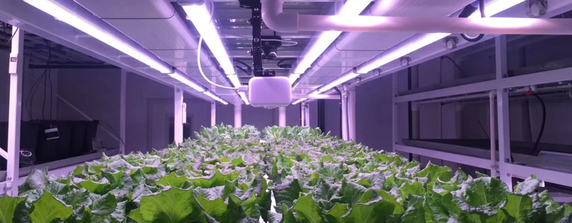 HG3-Leaf Vegetables Grow Container