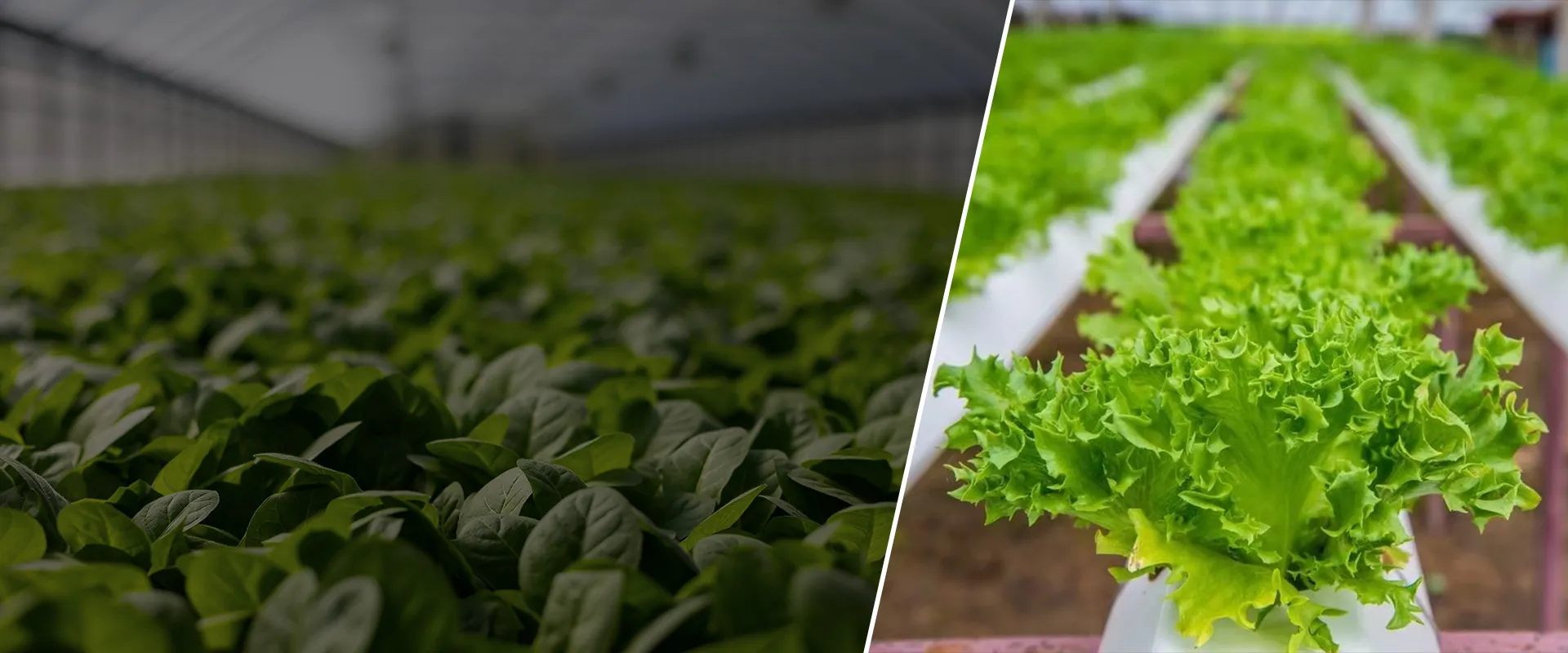 hydroponics equipment suppliers