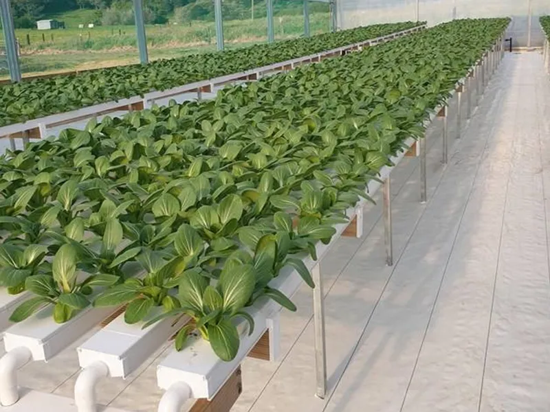 NFT Hydroponic System