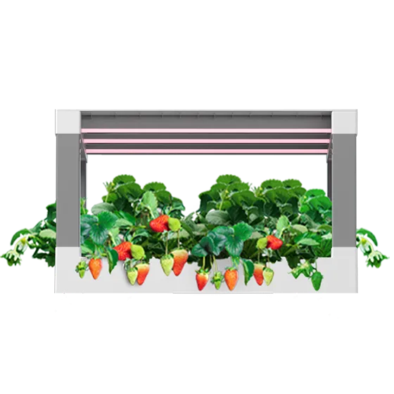 HD3-Strawberry Hydroponic Kit