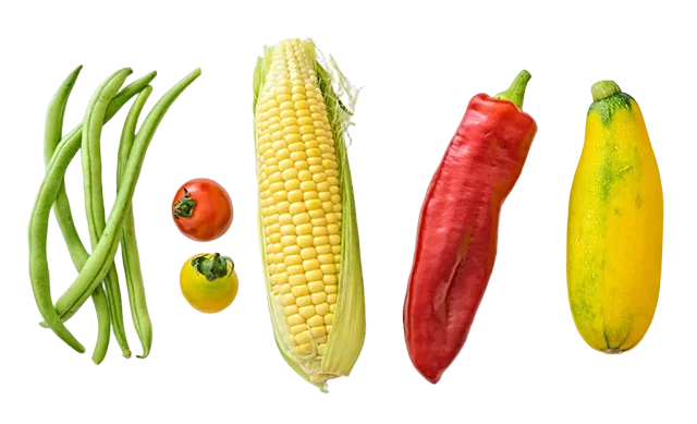 HD5-Seedling Cultivation Hydroponic Kit