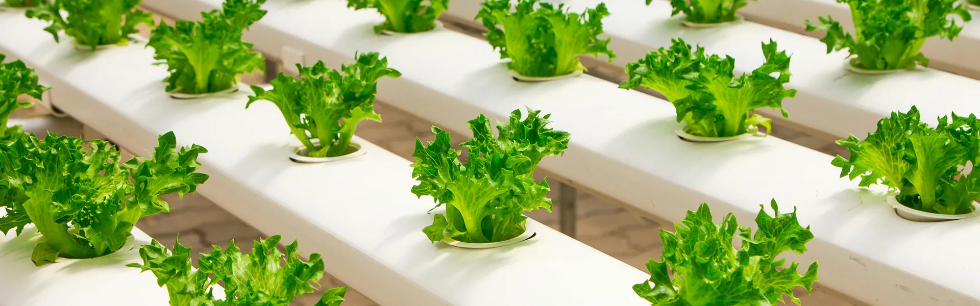 HD5-Seedling Cultivation Hydroponic Kit