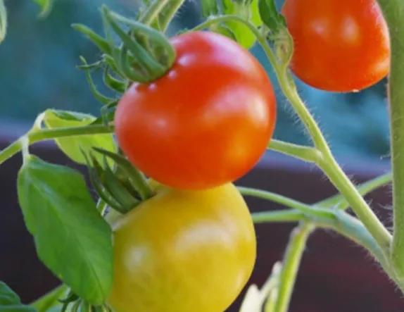 dutch bucket hydroponics