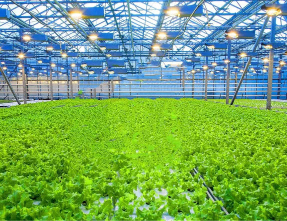 greenhouse garden shed