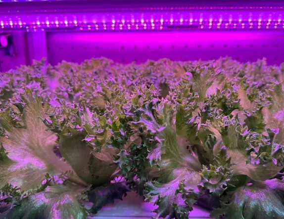 hydroponic cultivation of vegetables