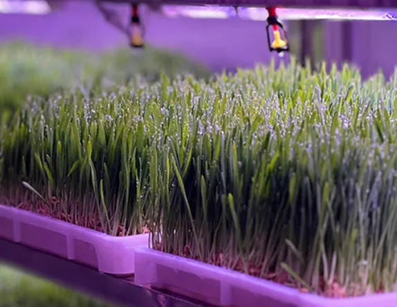 hydroponic garden shipping container