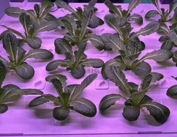 hydroponic indoor system