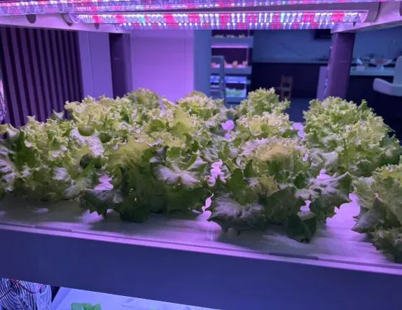 hydroponic kit