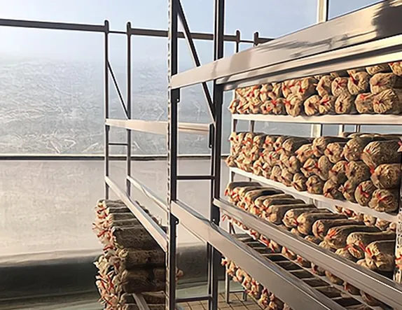 hydroponic mushroom growing kits