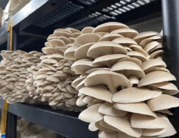 hydroponic mushroom kit