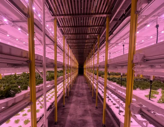 hydroponic solution for vegetables