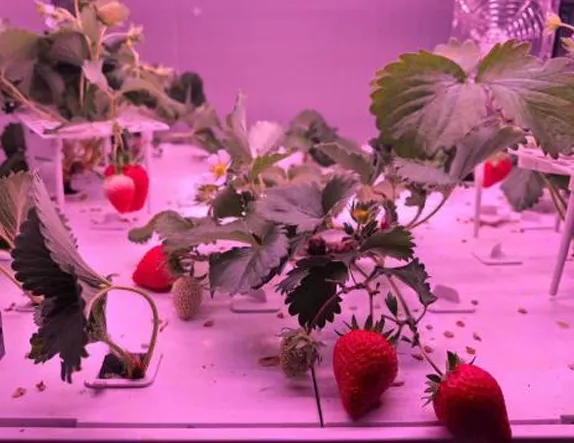 hydroponic strawberry kit