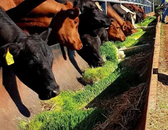 hydroponic system shipping container
