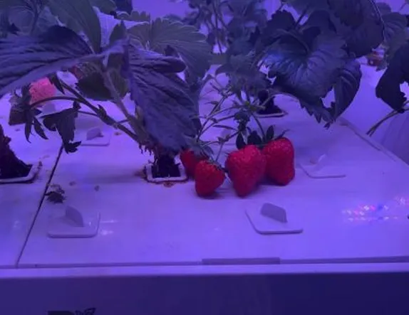 HD3-Strawberry Hydroponic Kit for Sale, China Supplier| HydroBlue