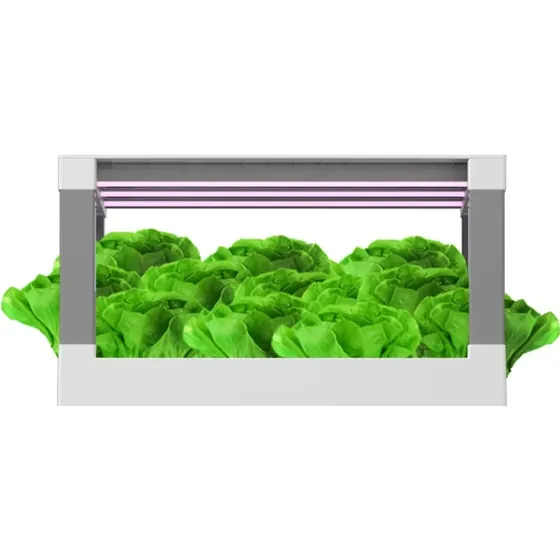 HD1-Leaf Vegatables Hydroponic Kit