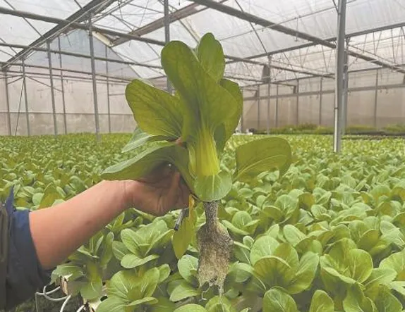 horizontal nft system supplier