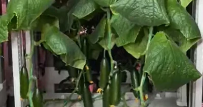 Product Showcase of Hydro Kits