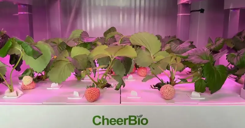 Product Showcase of Hydroponic Garden Kit