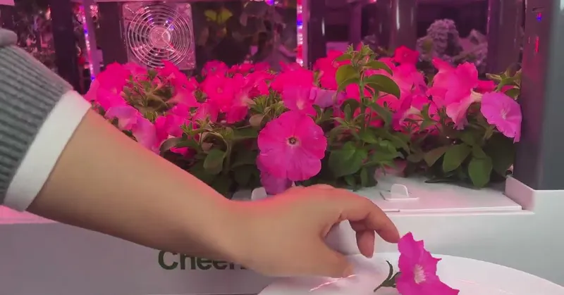 Product Showcase of Hydroponic Grow Kit