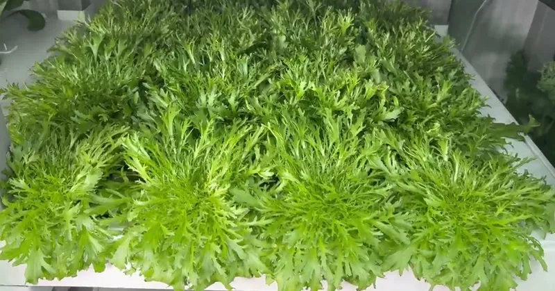 Product Showcase of Hydroponic Growing Kits