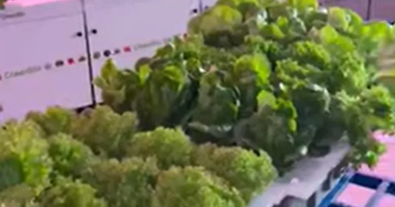 Product Showcase of Hydroponics Growing Kit