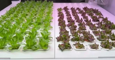 Product Showcase of Hydroponics Kit