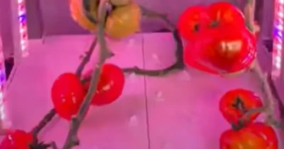 Product Showcase of Indoor Grow Tent Kit