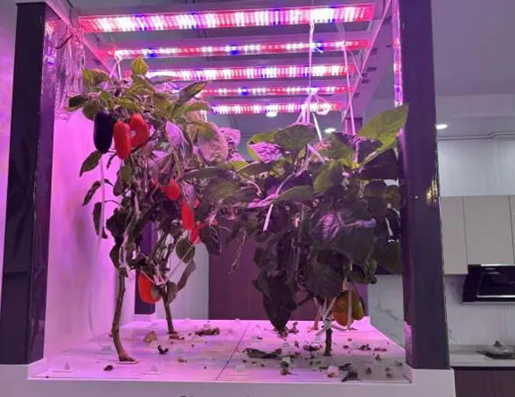 HD2-Fruit and Vegetables Hydroponic Kit for Sale | HydroBlue