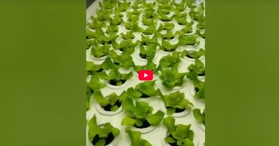 Product Showcase of Countertop Hydroponic Garden