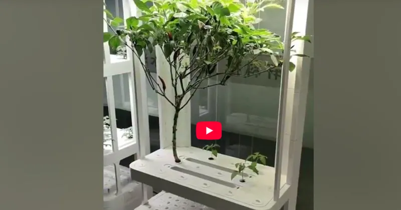 Product Showcase of Countertop Hydroponic Herb Garden