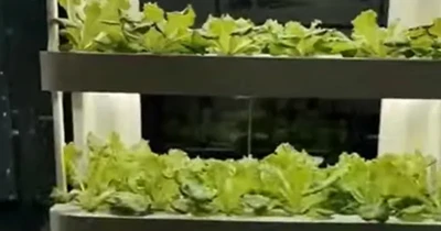 Product Showcase of Home Hydroponic Herb Garden