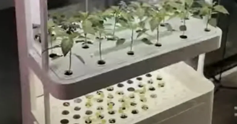 Product Showcase of Home Hydroponic Vegetable Garden