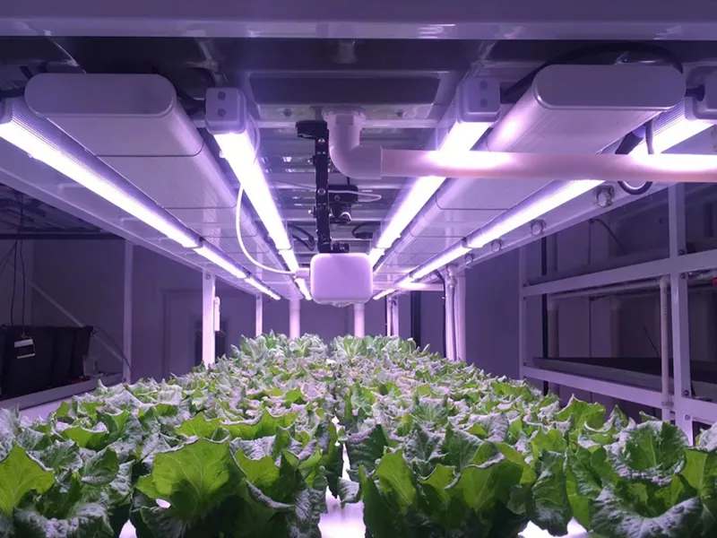 Hydroponic Grow Container