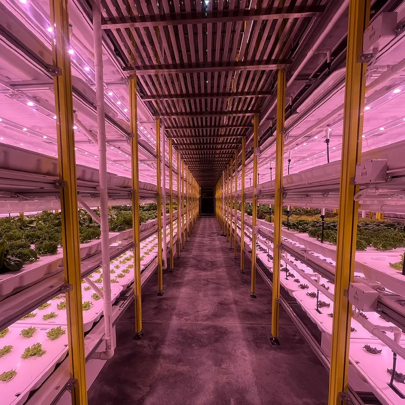 HG3-Leaf Vegetables Grow Container