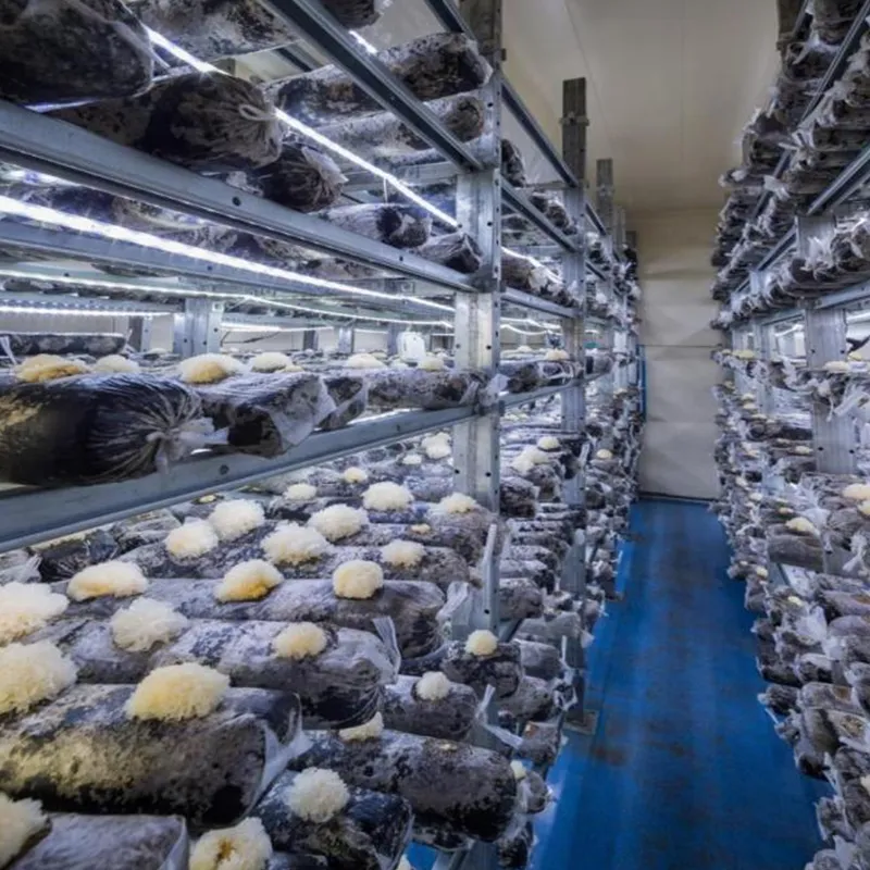 HG4-Mushroom Grow Container