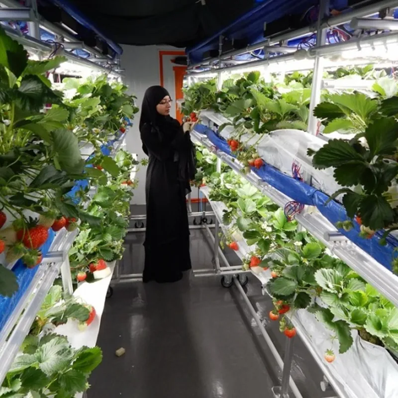 HG1-Strawberry Grow Container