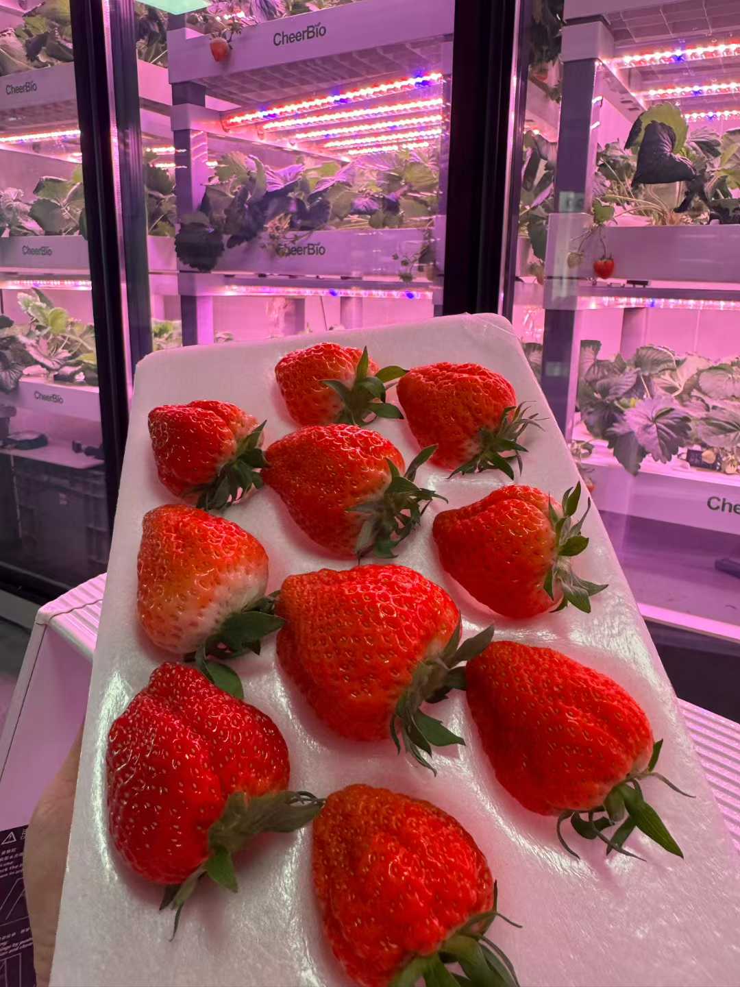 strawberry-plant-factory.jpg