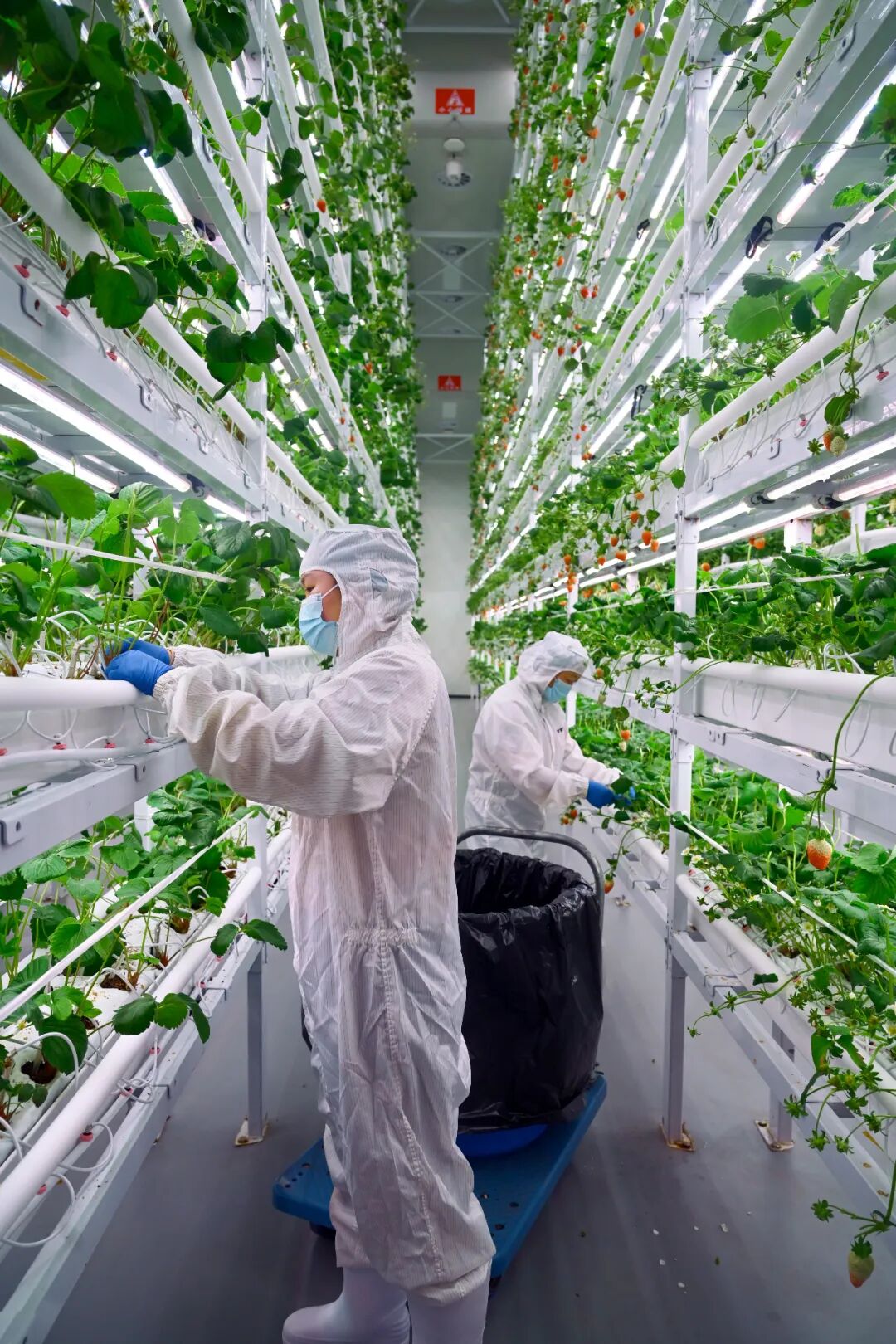 southwest-chinas-largest-vertical-strawberry-smart-factory-1.jpg southwest-chinas-largest-vertical-strawberry-smart-factory-1.jpg