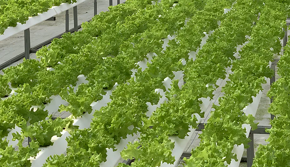 How Does an NFT System Work?