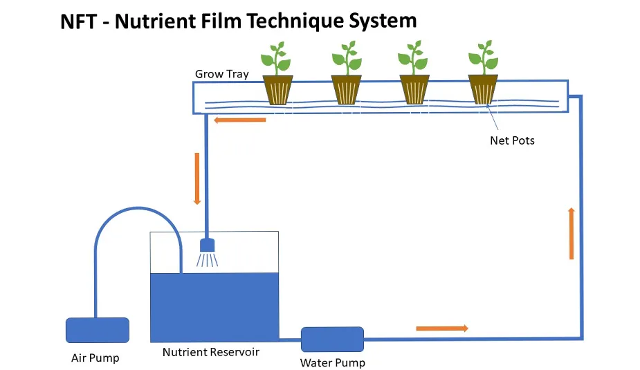 How to Use an NFT Hydroponic System Step by Step?