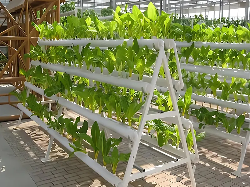 NFT Expansion Case in Israeli Greenhouse