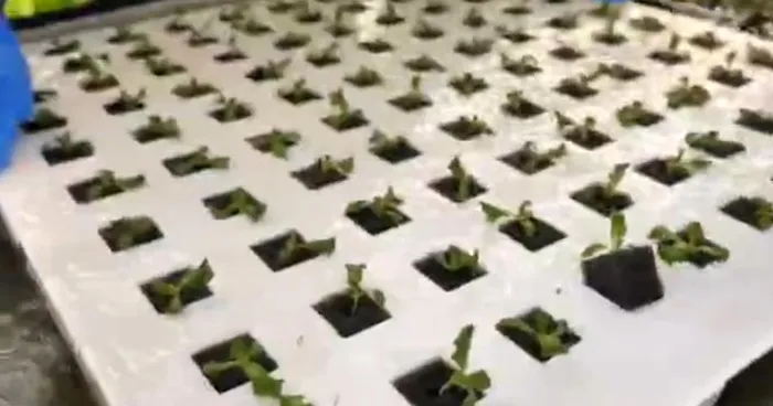 Explore a High-End Plant Factory in Just 15 Minutes