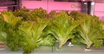 Hydroponic System Kit Showcase