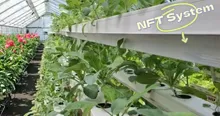 Product Showcase NFT Hydroponic System